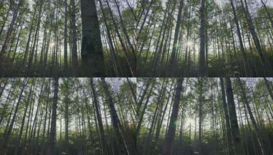 阳光穿透松树林高清在线视频素材下载