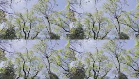 夏天的风柳树高清在线视频素材下载