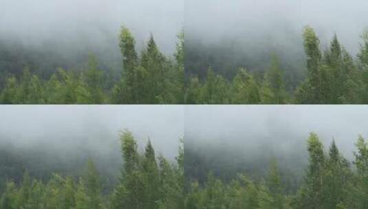 大兴安岭绿色山林晨雾景观高清在线视频素材下载