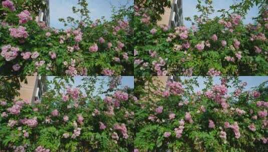 围墙上盛开的蔷薇花高清在线视频素材下载