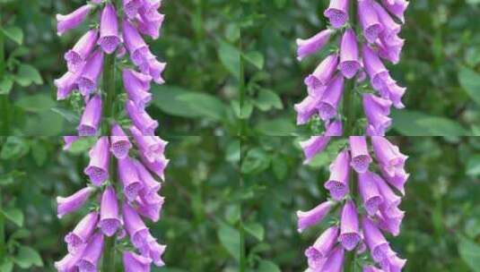 【精品】花园花房鲜花花卉特写高清在线视频素材下载