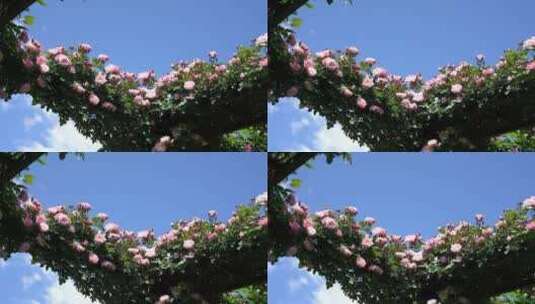 月季花玫瑰花花园公园植物园高清在线视频素材下载