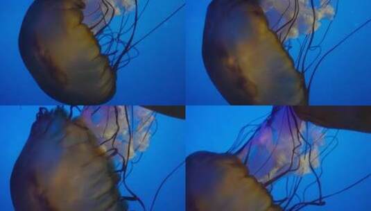 【镜头合集】触手须子太平洋海刺水母高清在线视频素材下载