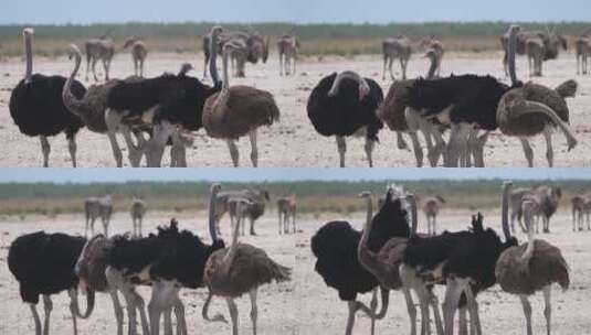 干旱稀树草原上的一群鸵鸟高清在线视频素材下载