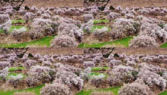 西藏林芝米林桃花乡村高清在线视频素材下载