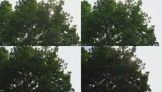 光线透过树叶高清在线视频素材下载