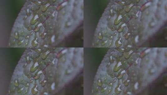 下雨树叶花朵上的雨水雨珠高清在线视频素材下载