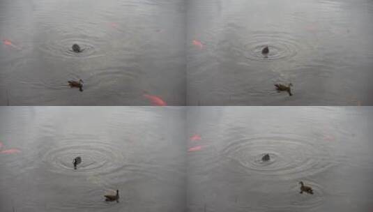 骨顶鸡水鸡在湖水中游动高清在线视频素材下载