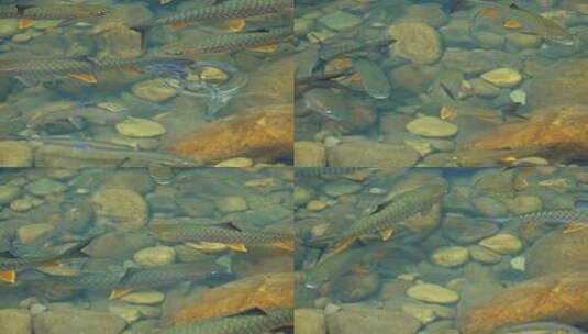武夷山九曲溪鱼在水中游高清在线视频素材下载