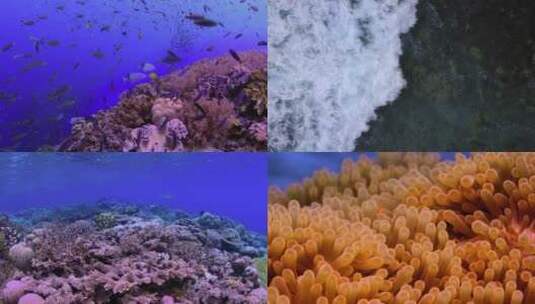 海底世界鱼群水下小丑鱼珊瑚礁海洋海浪潜水高清在线视频素材下载