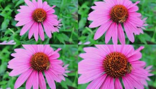 微距特写：小蜜蜂在粉色野菊花的花蕊中采蜜高清在线视频素材下载
