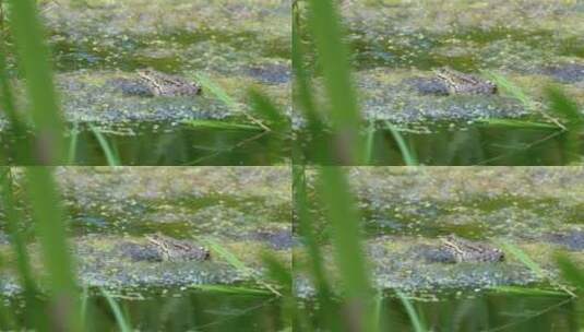 绿蛙站在水沼泽上高清在线视频素材下载