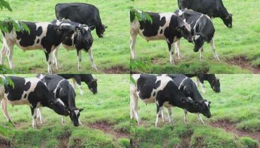牧场上的奶牛群高清在线视频素材下载
