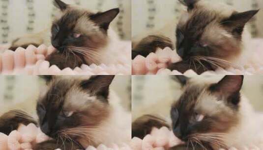 可爱的暹罗猫高清在线视频素材下载