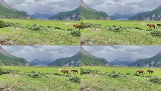 草原高山马儿路过自然风景来古冰川动物牧民高清在线视频素材下载