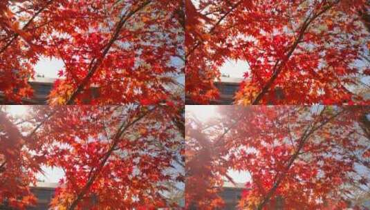 枫叶红了阳光下的枫叶高清在线视频素材下载