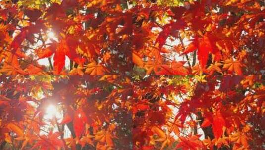 秋韵秋天里的红色枫叶高清在线视频素材下载