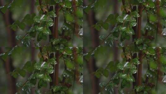 雨水拍打树叶高清在线视频素材下载