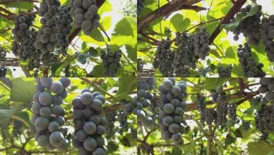 夏黑葡萄采摘园高清在线视频素材下载
