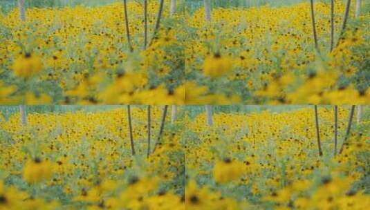 滑轨拍摄自然黄色花朵花海高清在线视频素材下载
