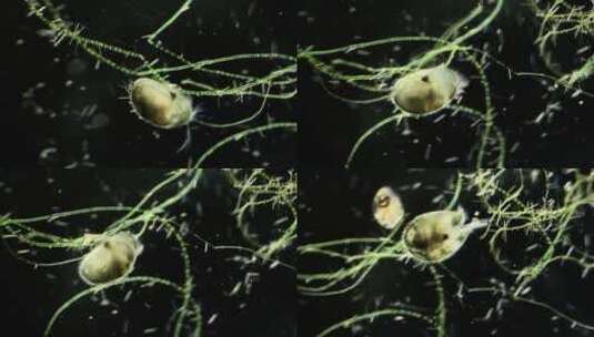 显微镜下的浮游生物，介形虫2高清在线视频素材下载