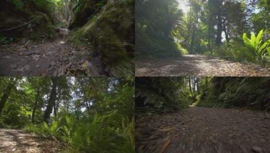 森林里迷路高清在线视频素材下载