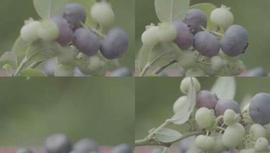 蓝莓种植LOG高清在线视频素材下载