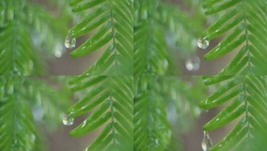 水滴树叶高清在线视频素材下载