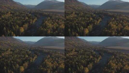 日出时分新疆禾木村秋天茂密的白桦林景观高清在线视频素材下载