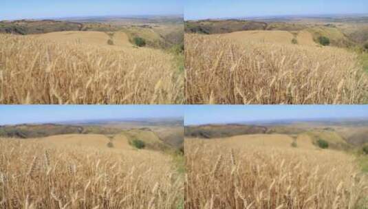 秋天金黄色的新疆江布拉克麦田小麦高清在线视频素材下载