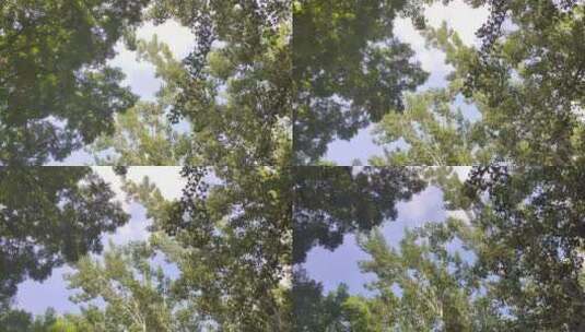 树叶缝隙里的天空高清在线视频素材下载