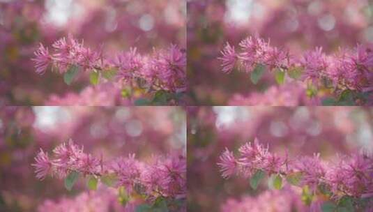 唯美的红花继木盛开高清在线视频素材下载