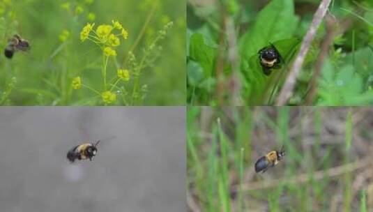 微距拍摄蜜蜂熊蜂悬停飞舞高清在线视频素材下载