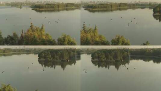 航拍武汉东湖磨山傍晚飞鸟湖水高清在线视频素材下载