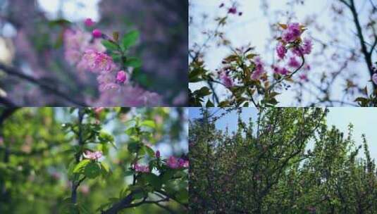 桃花、海棠花、紫荆花   4K素材高清在线视频素材下载