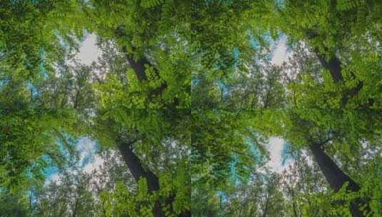夏季森林树木天空延时摄影高清在线视频素材下载