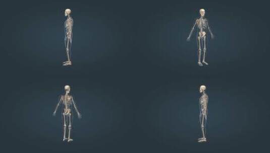 人体骨架骨骼运动系统骨连接骨骼组成高清在线视频素材下载