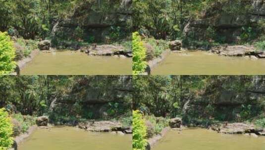 桂林七星公园野生的猴子跳水戏水高清在线视频素材下载