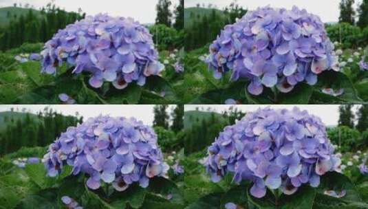 夏日花园里的紫色绣球花。高清在线视频素材下载