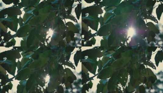 阳光穿过树叶 (3)高清在线视频素材下载