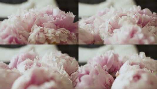 粉红色牡丹花的高清在线视频素材下载