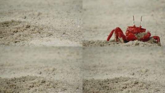 海滩螃蟹高清在线视频素材下载