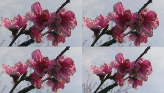 粉色的桃花盛开高清在线视频素材下载