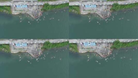 航拍夏日河中游泳锻炼高清在线视频素材下载