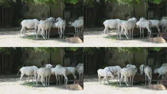 印度羚羊实拍高清在线视频素材下载