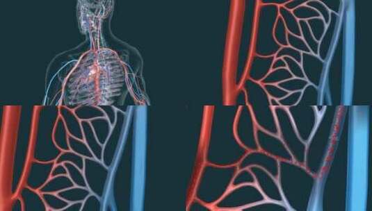医学人体血管循环系统三维动画高清在线视频素材下载