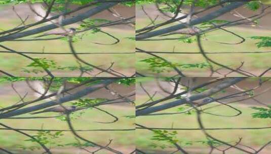 一只珠颈斑鸠在秋天稻田的苦楝树上梳理羽毛高清在线视频素材下载