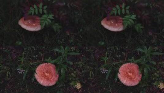 秋季森林中野生蘑菇高清在线视频素材下载