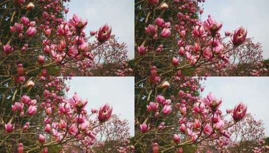 春天百花盛开鲜花花朵植物高清在线视频素材下载