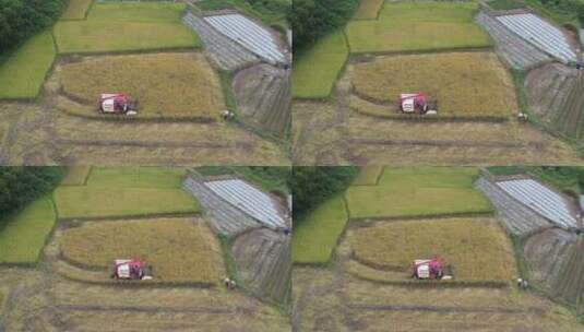 水稻收割机工作航拍高清在线视频素材下载